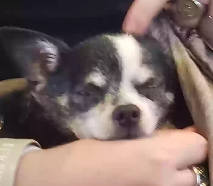 Lost dog in Kissimmee, FL, 34747