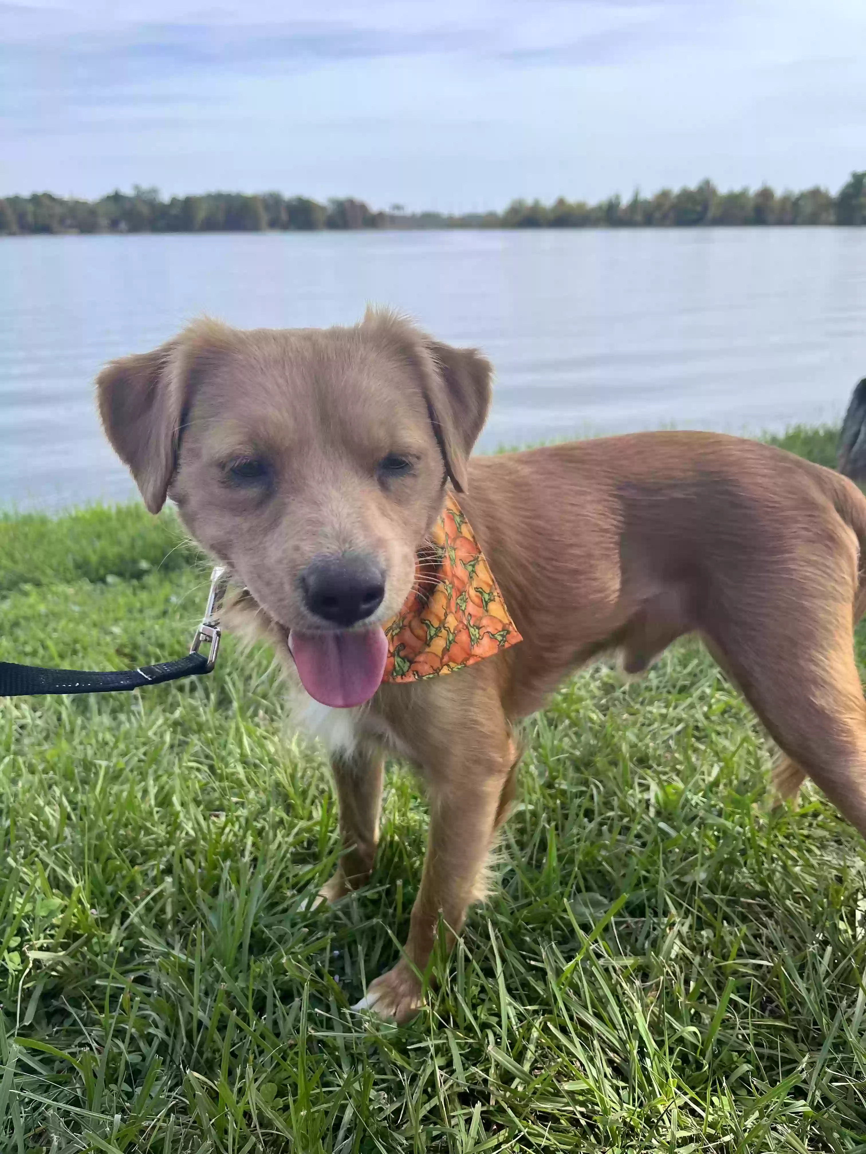 Lost dog in Davenport, FL, 33896