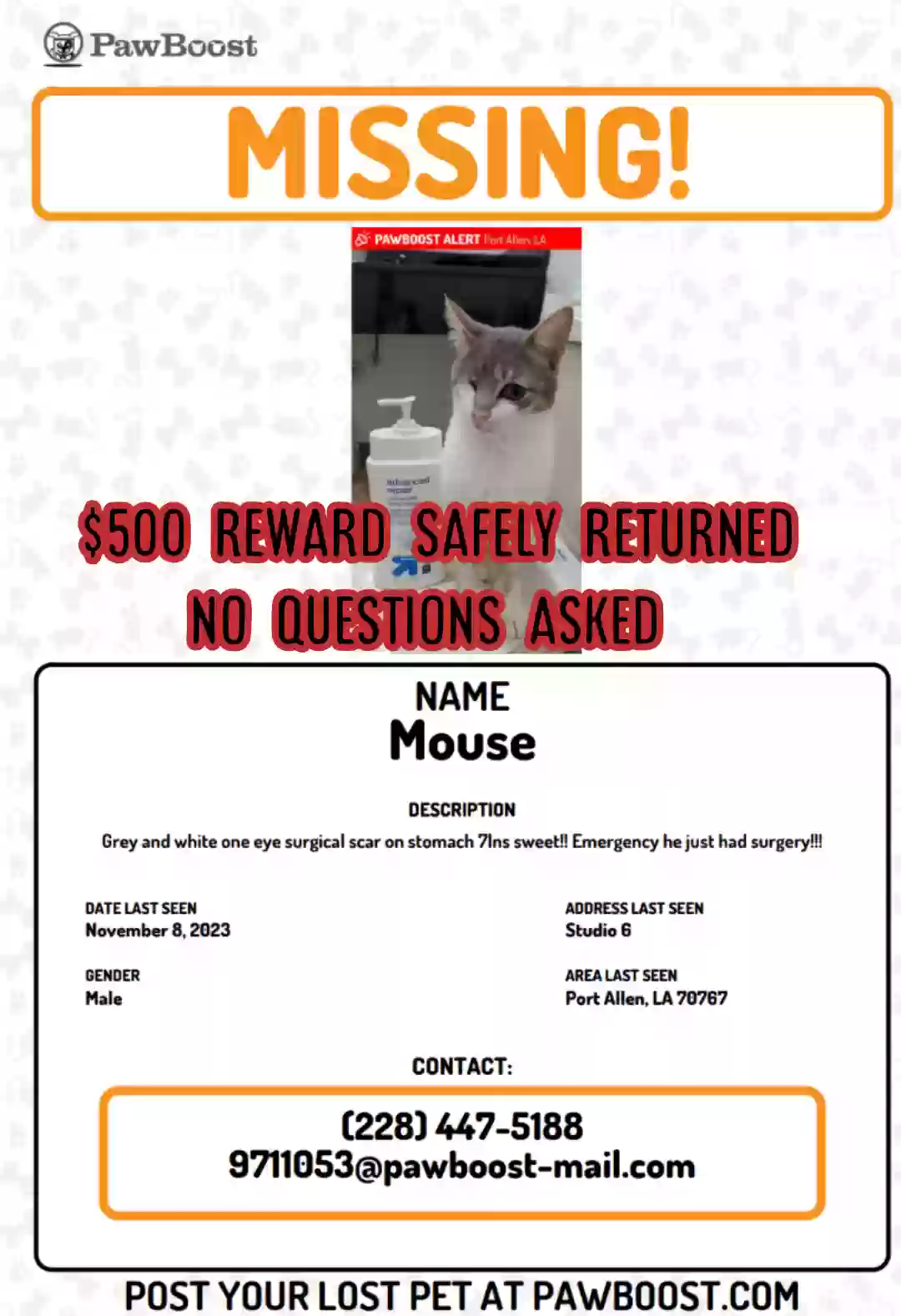 Lost cat in Port Allen, LA, 70767