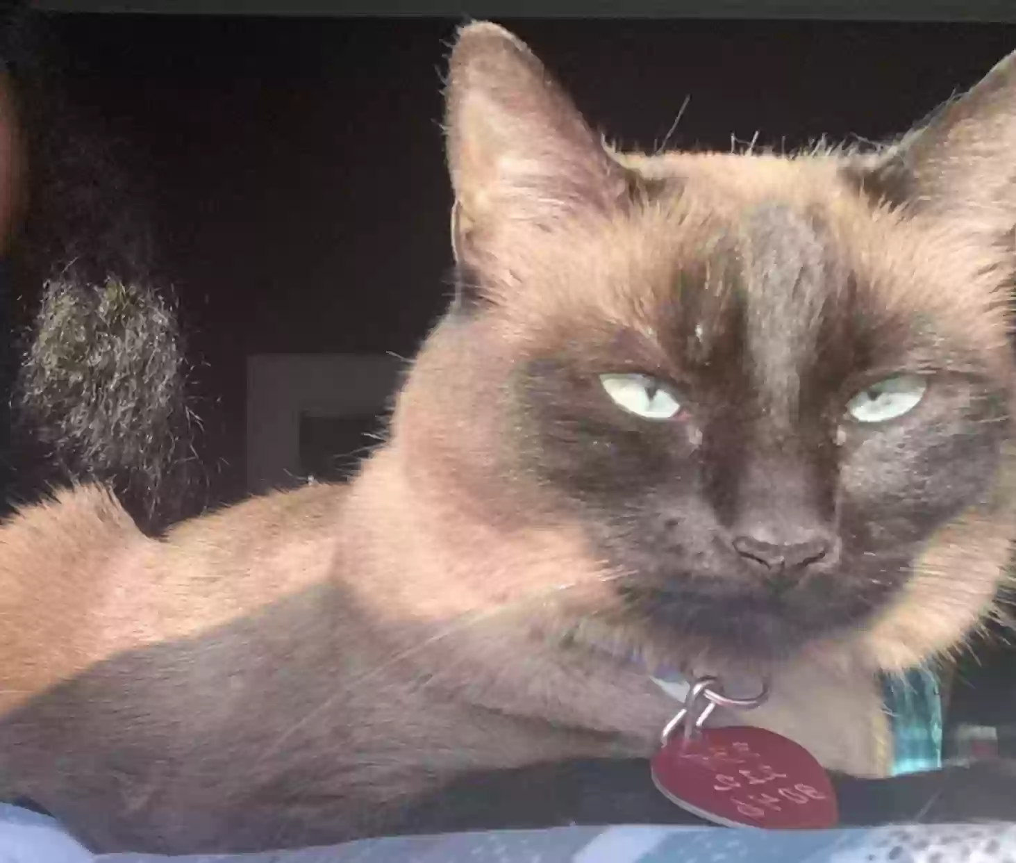 Lost cat in Lafayette, LA, 70501