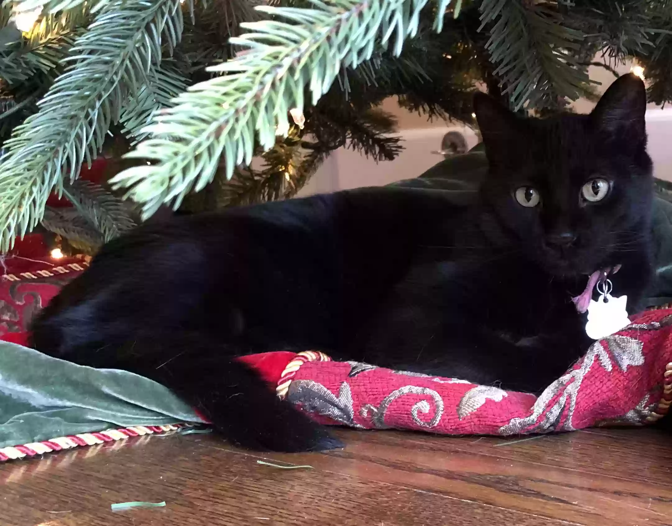 Lost cat in Wilmette, IL, 60091