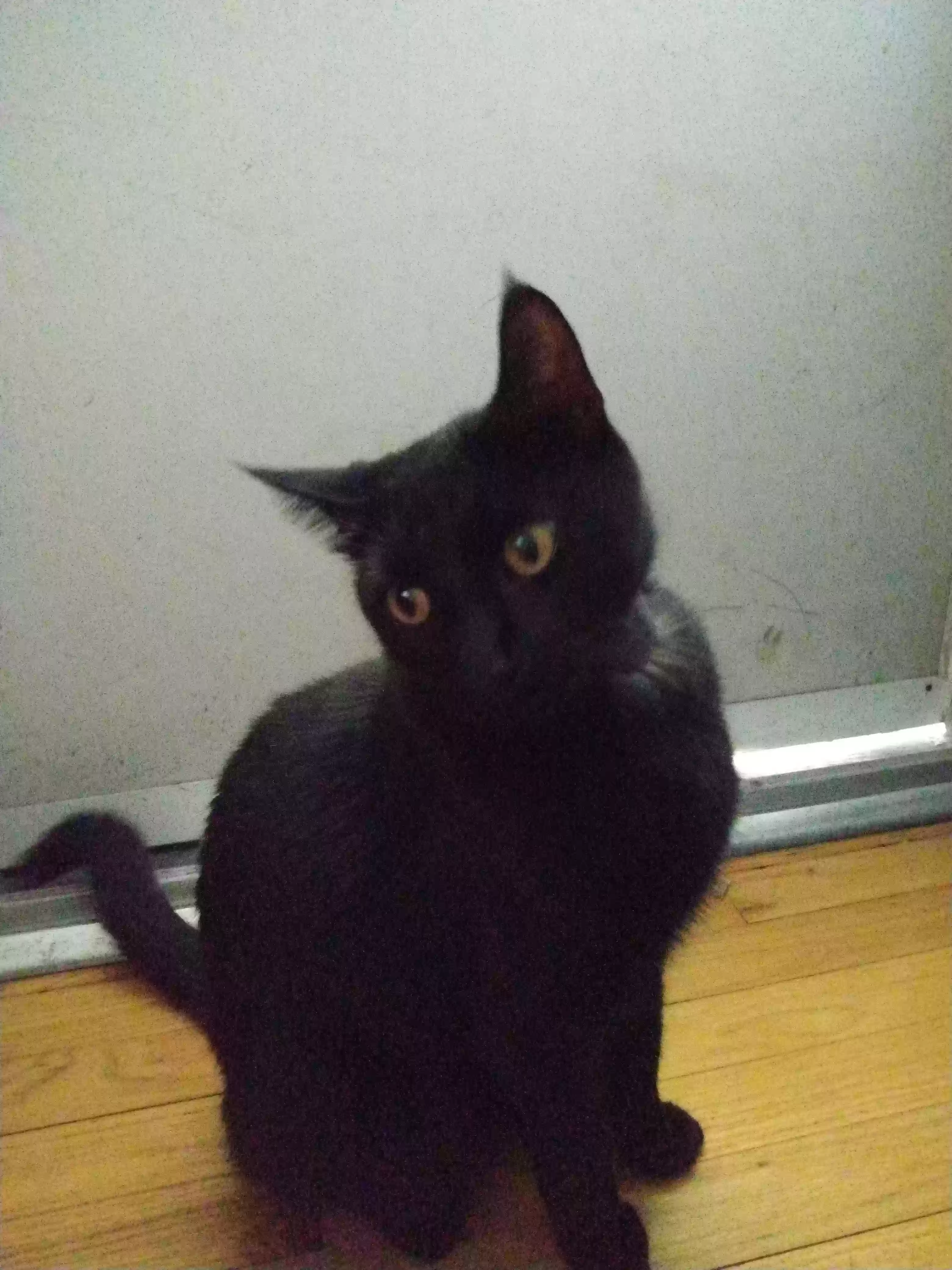 Lost cat in Independence, MO, 64054