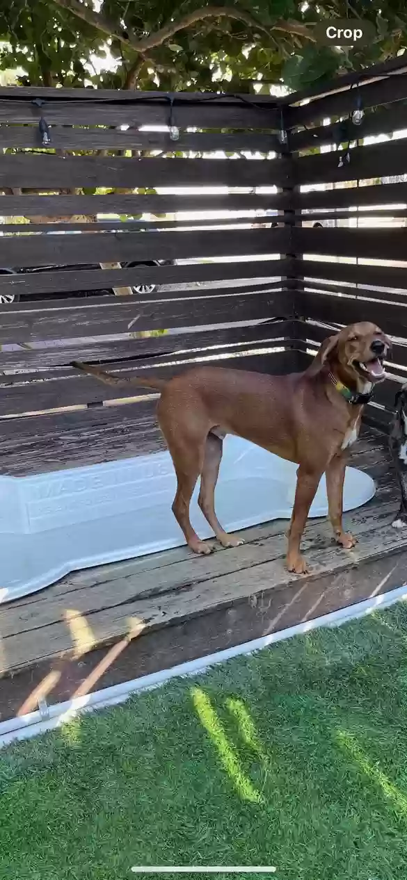 Lost dog in Saint Petersburg, FL, 33710