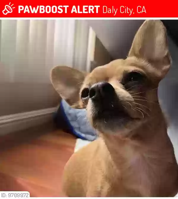 Lost dog in Daly City, CA, 94014