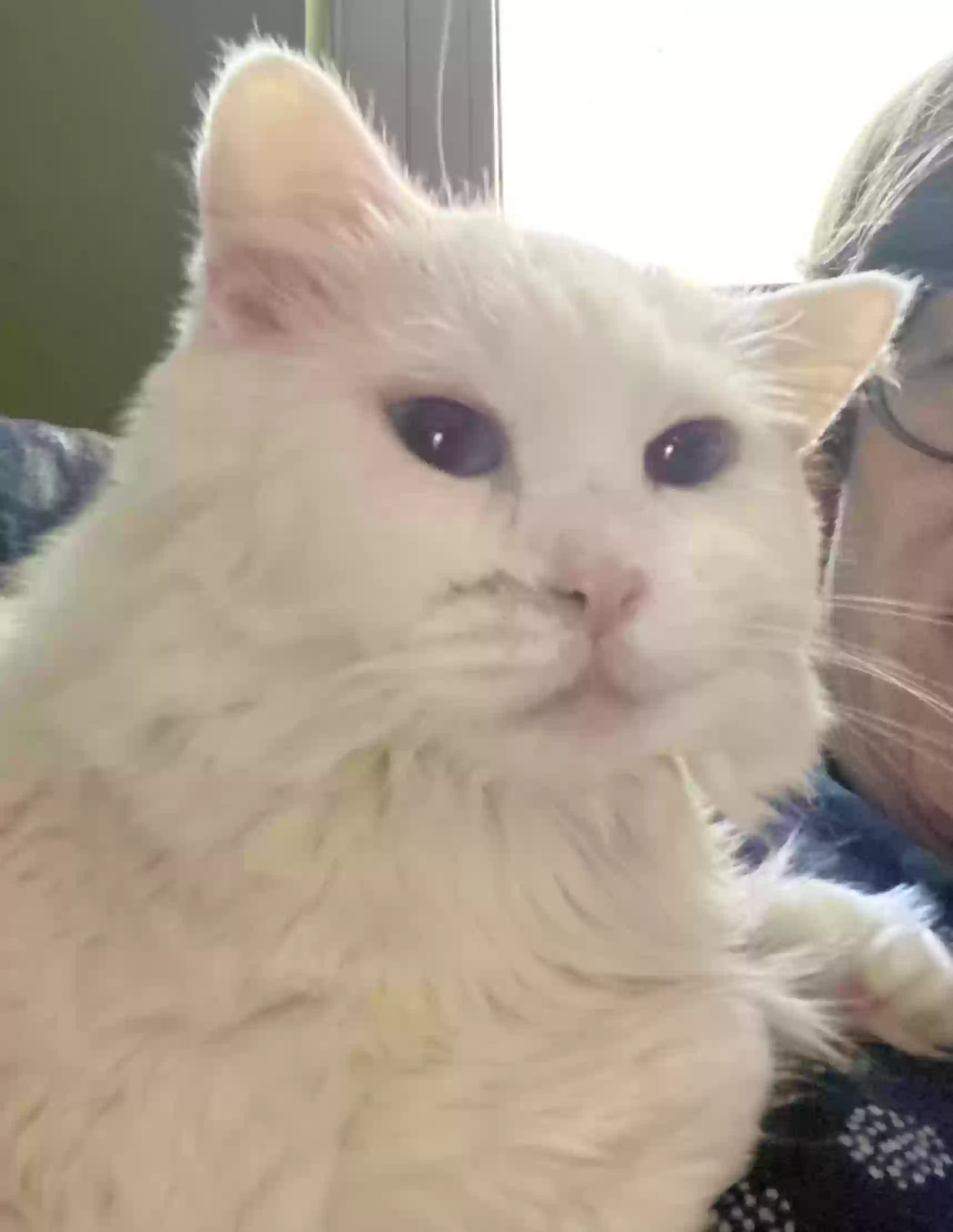 Lost cat in Sterling, VA, 20164