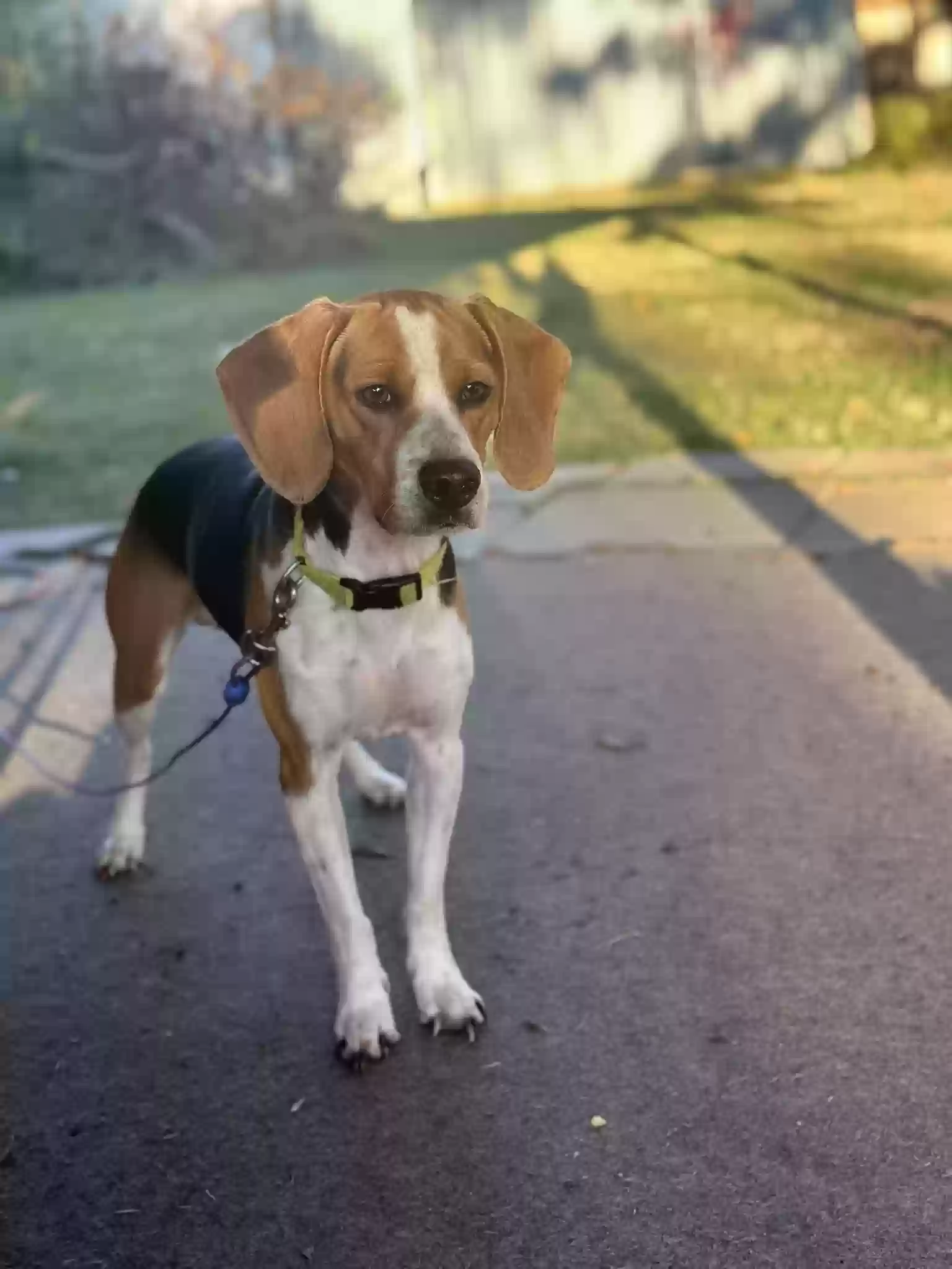 Lost dog in Hot Springs National Park, AR, 71913