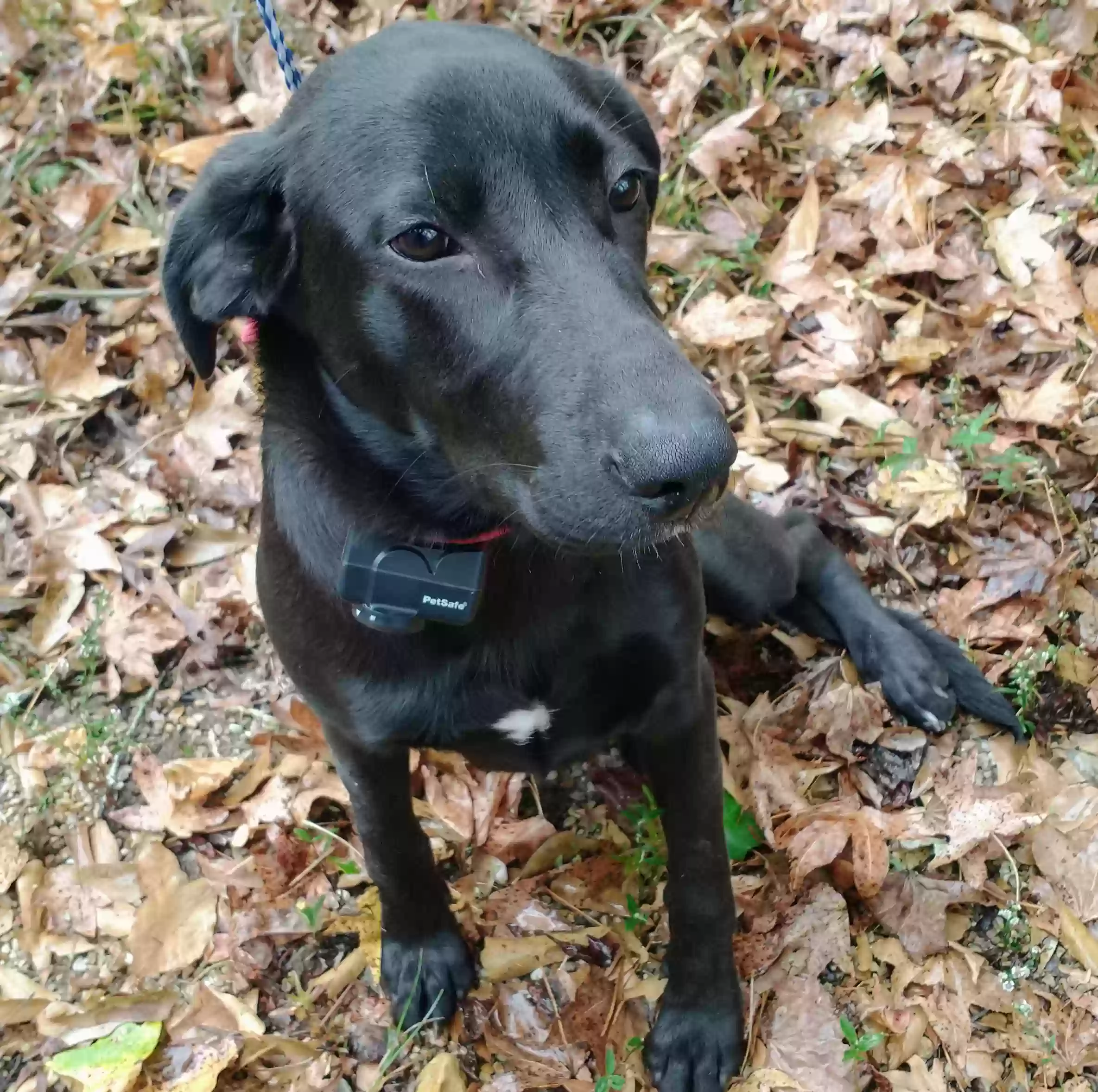 Found dog in Ethel, LA, 70730