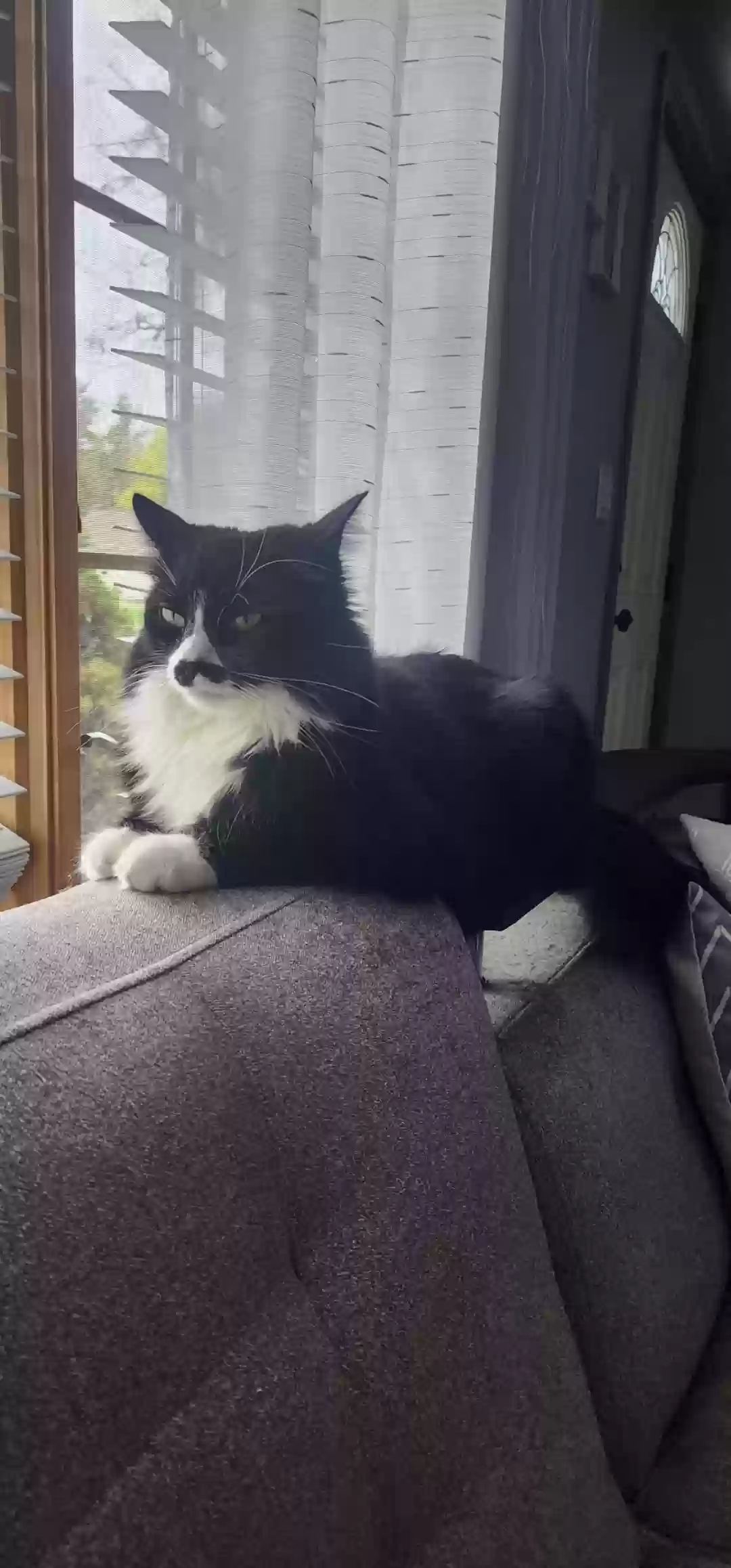 Lost cat in Agawam, MA, 1001