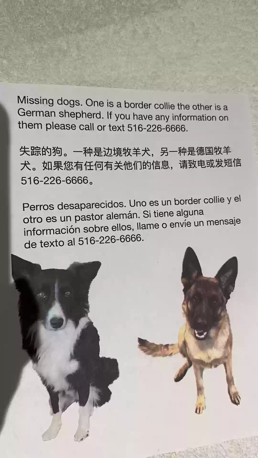Lost dog in Diamond Bar, CA, 91765