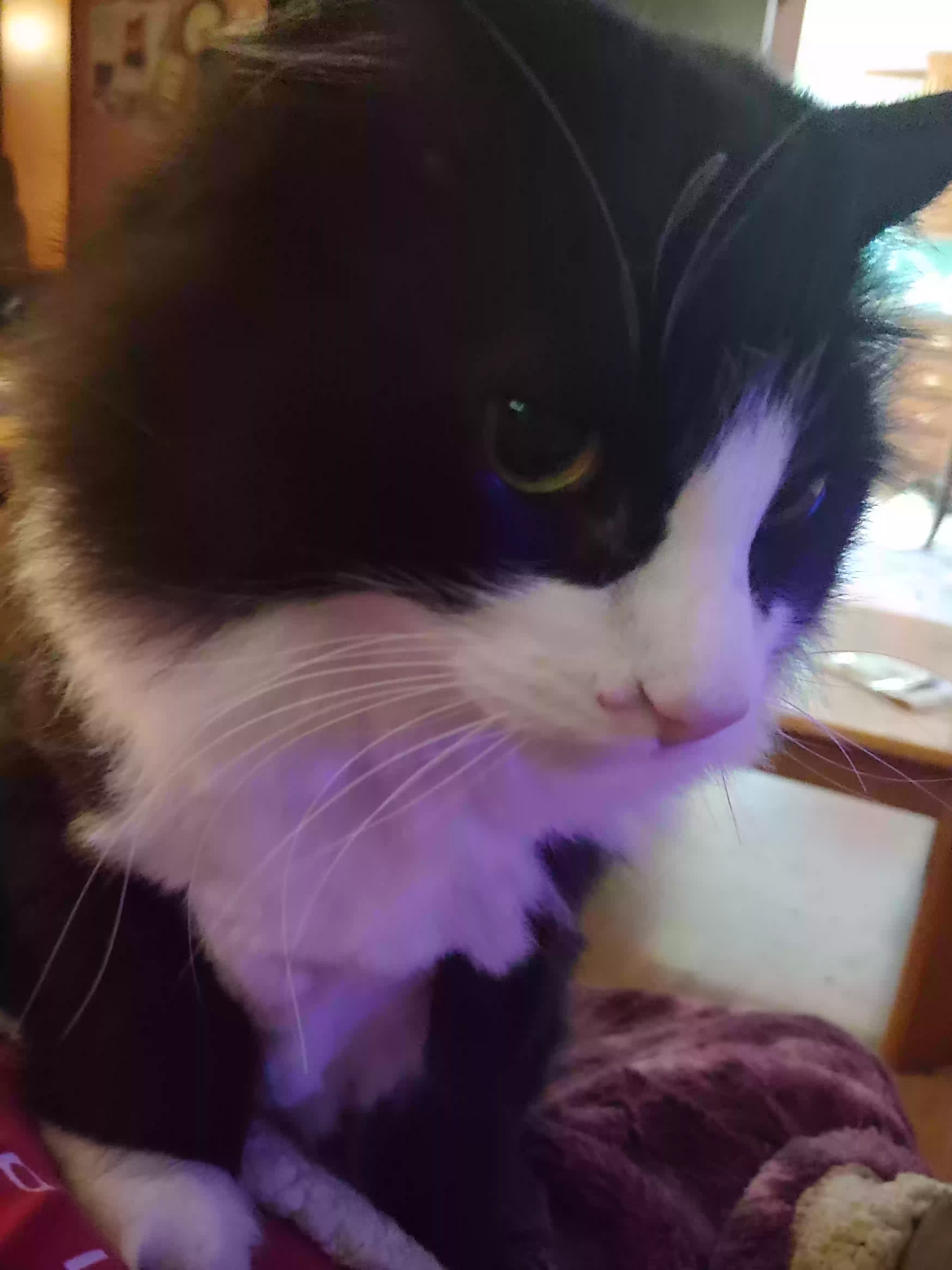 Lost cat in Brazil, IN, 47834