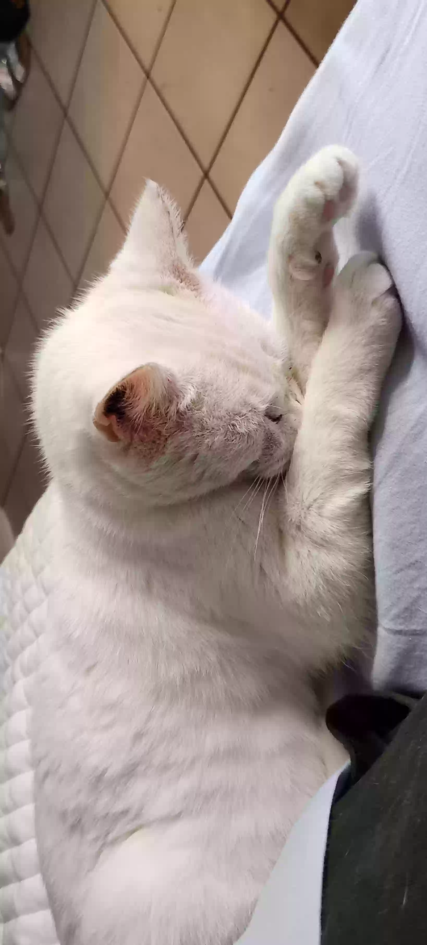 Lost cat in Jacksonville, FL, 32246