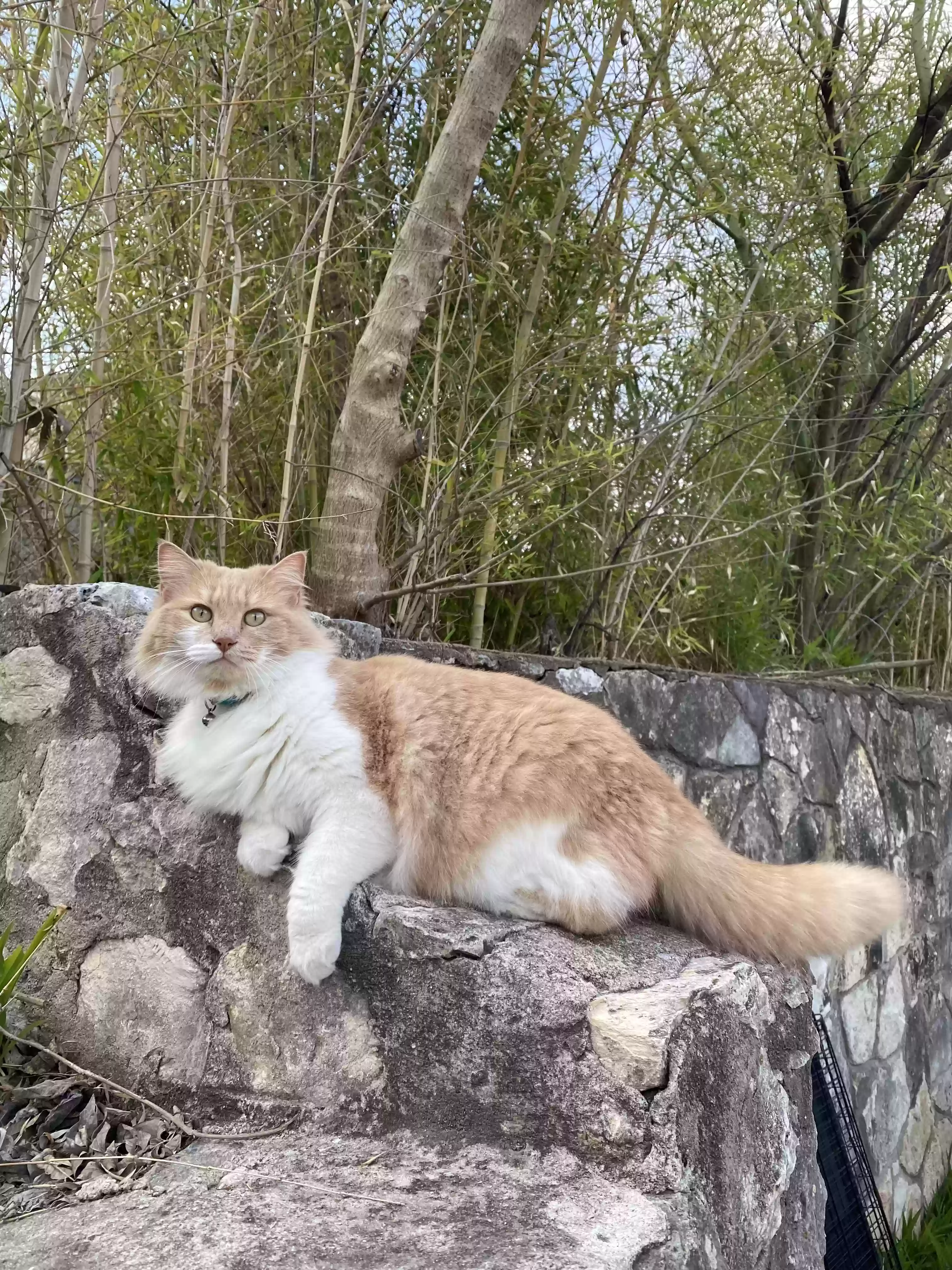 Lost cat in Rockwall, TX, 75032