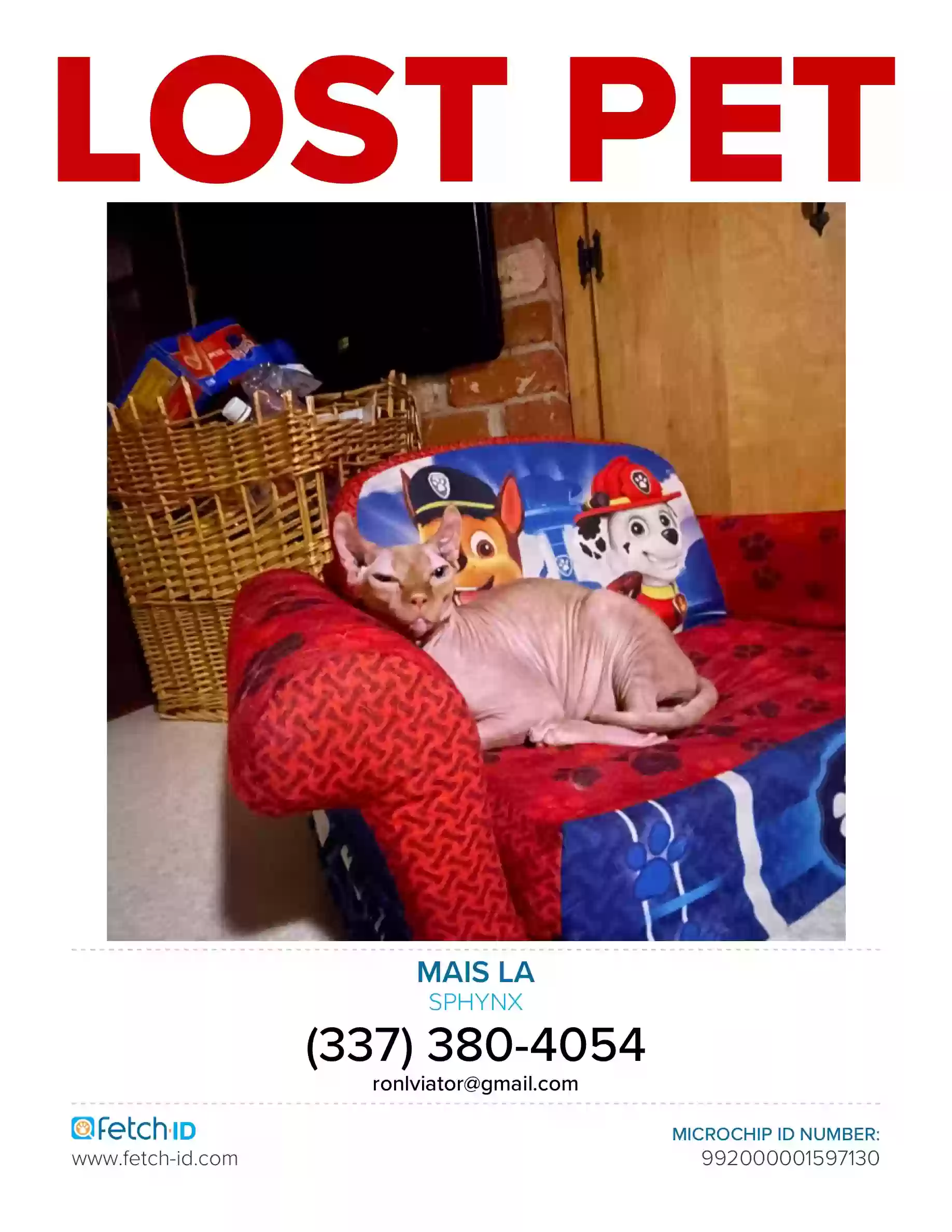 Lost cat in New Iberia, LA, 70563