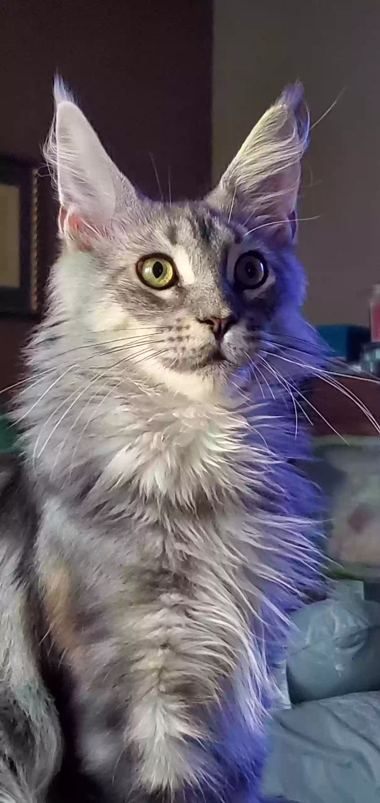 Lost cat in Osseo, MN, 55369