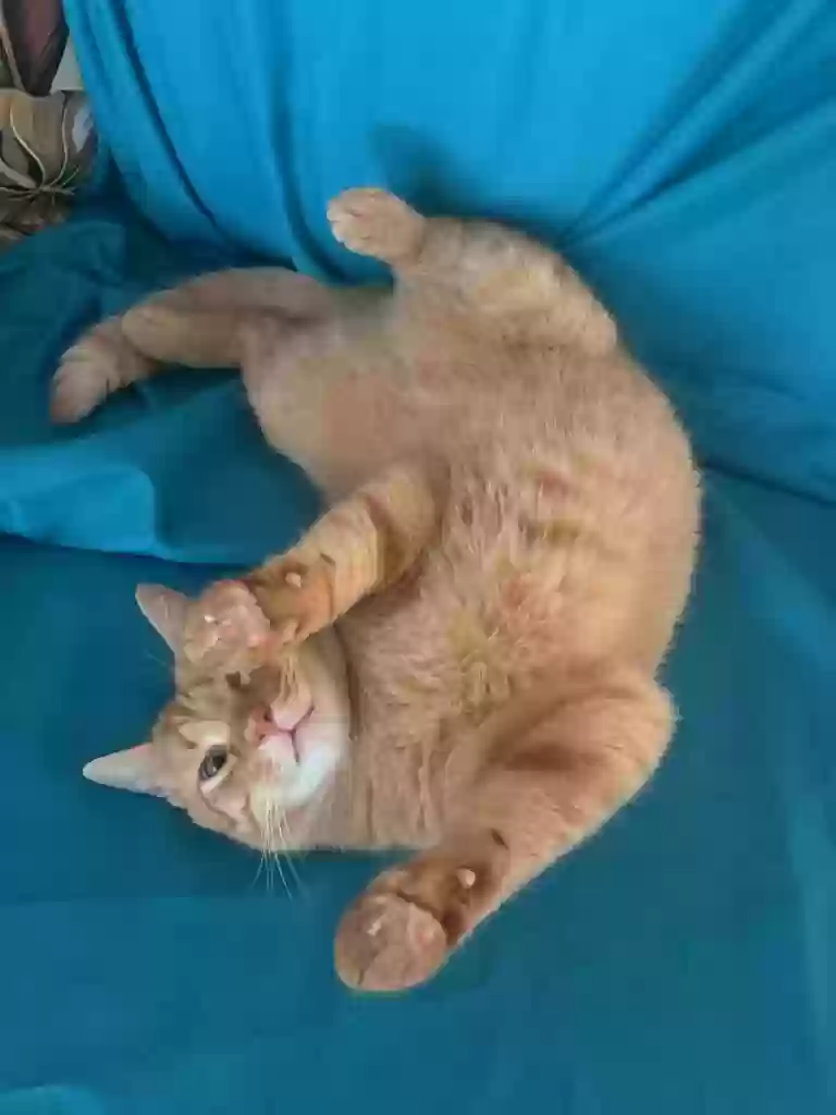 Lost cat in Houston, TX, 77095