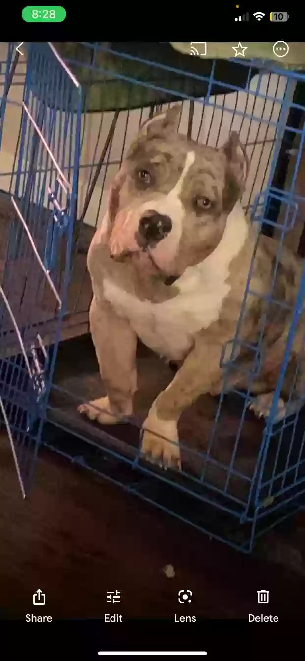 Lost dog in Kansas City, MO, 64130