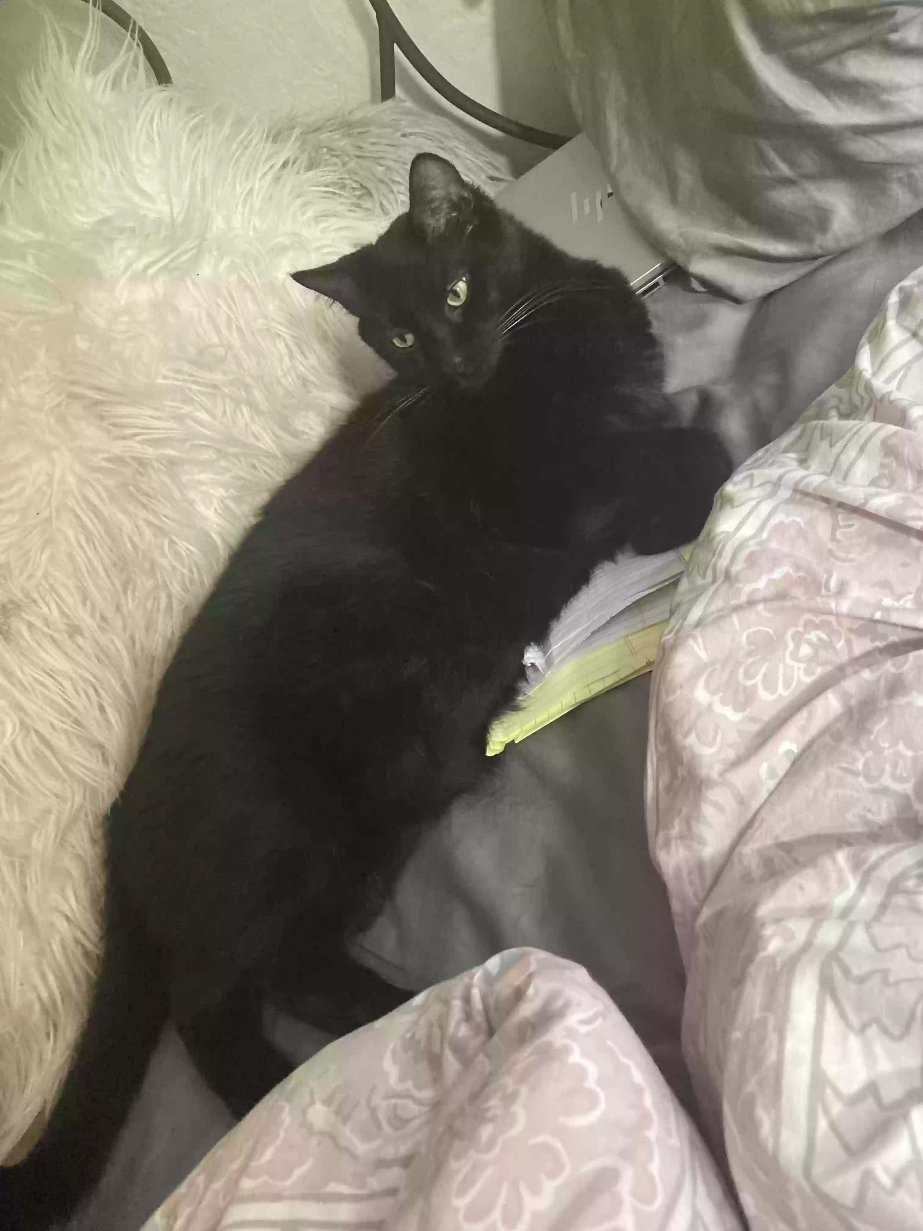 Lost cat in Henderson, NV, 89074