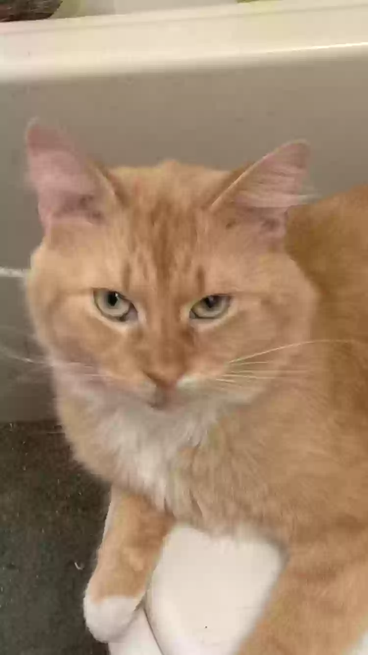 Lost cat in Grapevine, TX, 76051
