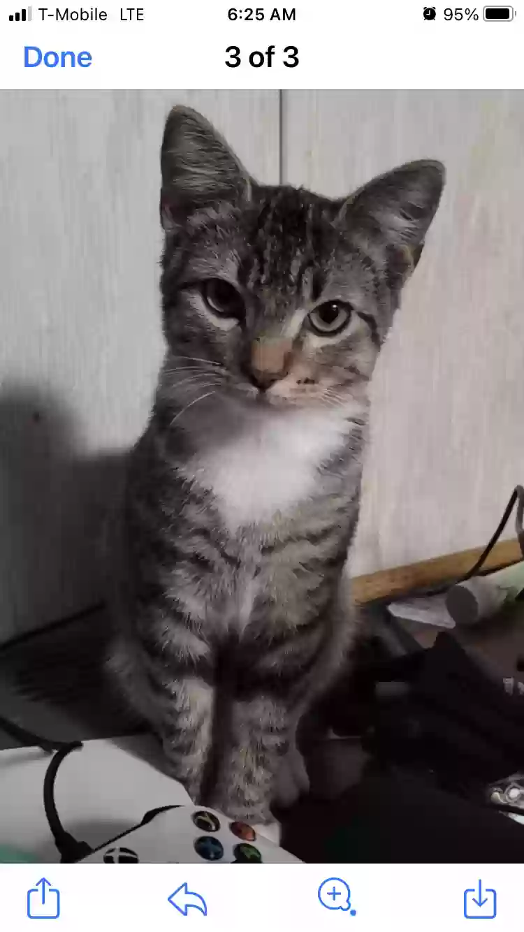 Lost cat in Grapevine, TX, 76051