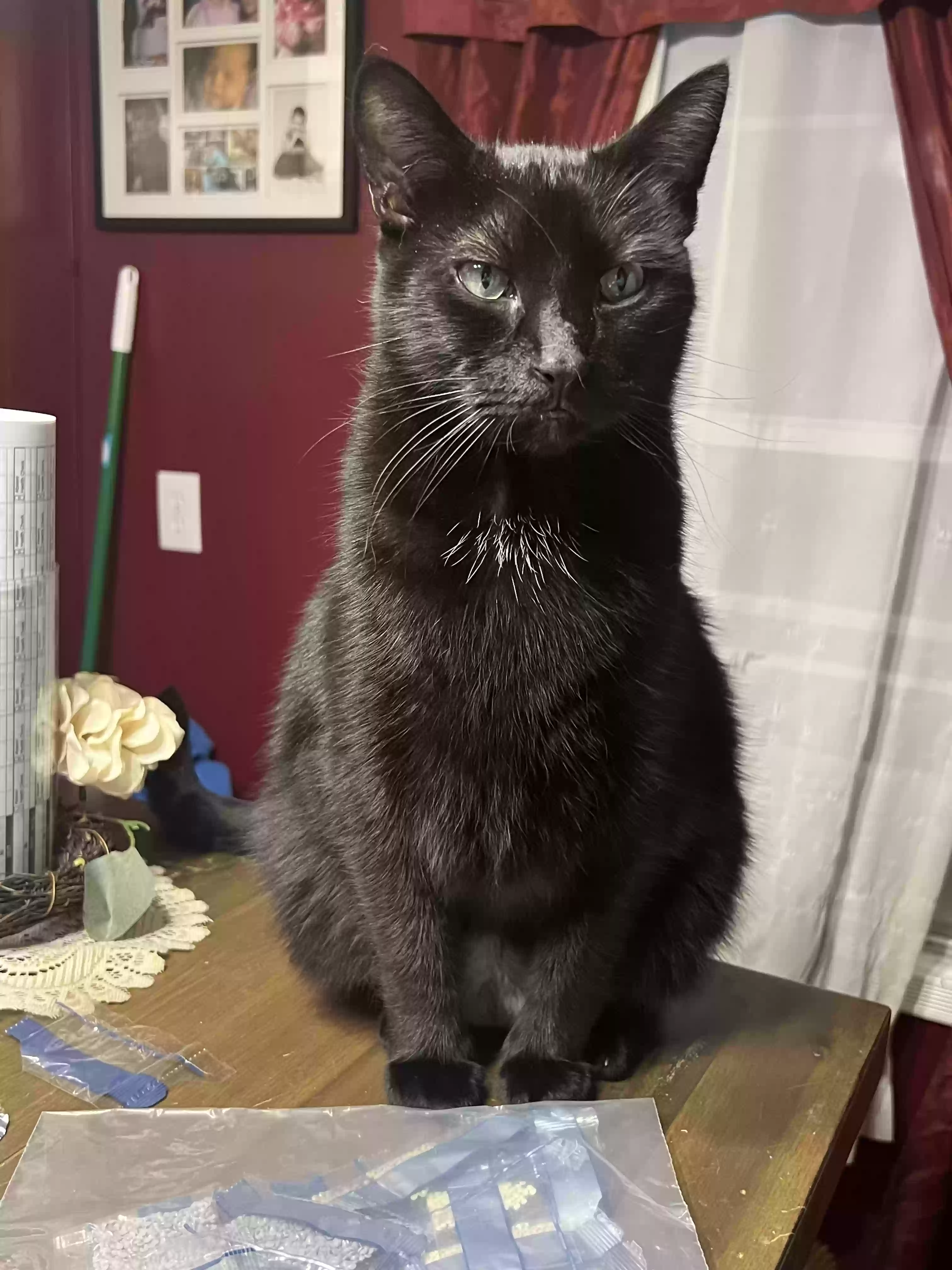 Lost cat in Lockport, NY, 14094