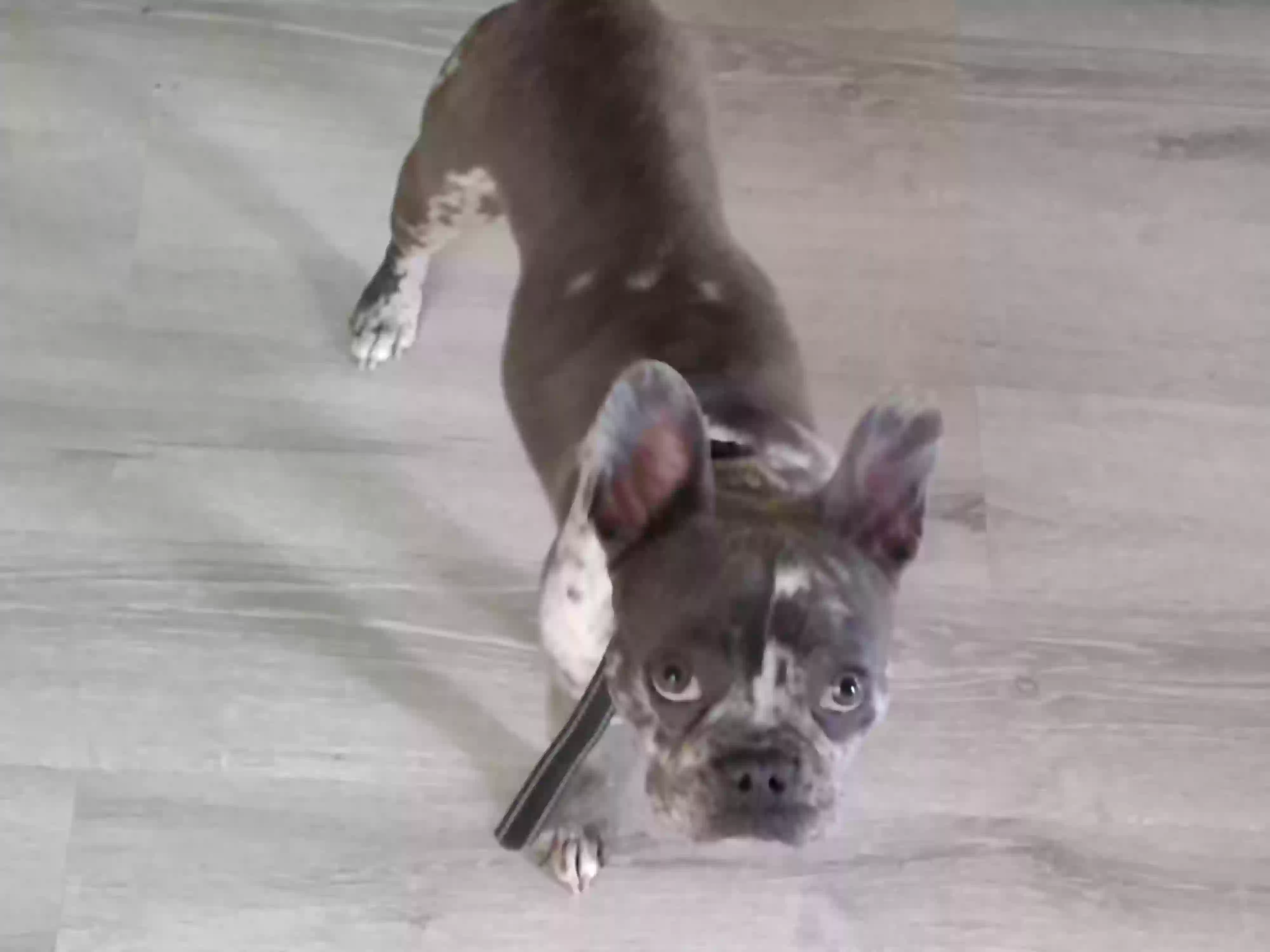 Lost dog in Wimauma, FL, 33598