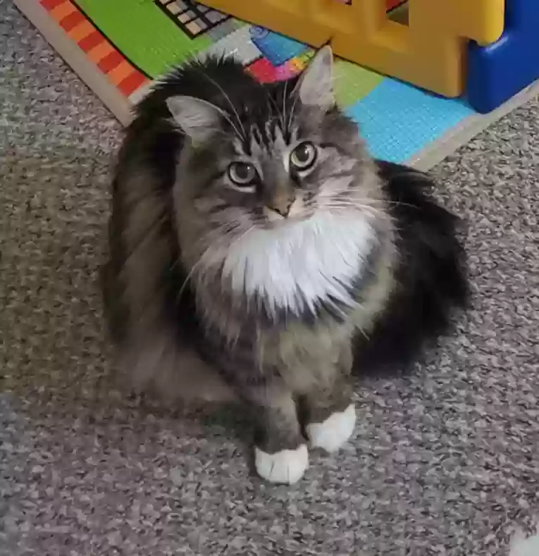 Lost cat in Winter Park, FL, 32792