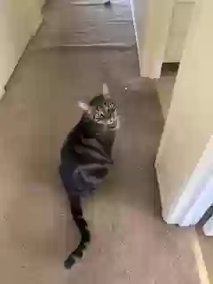 Lost cat in Davis, CA, 95617