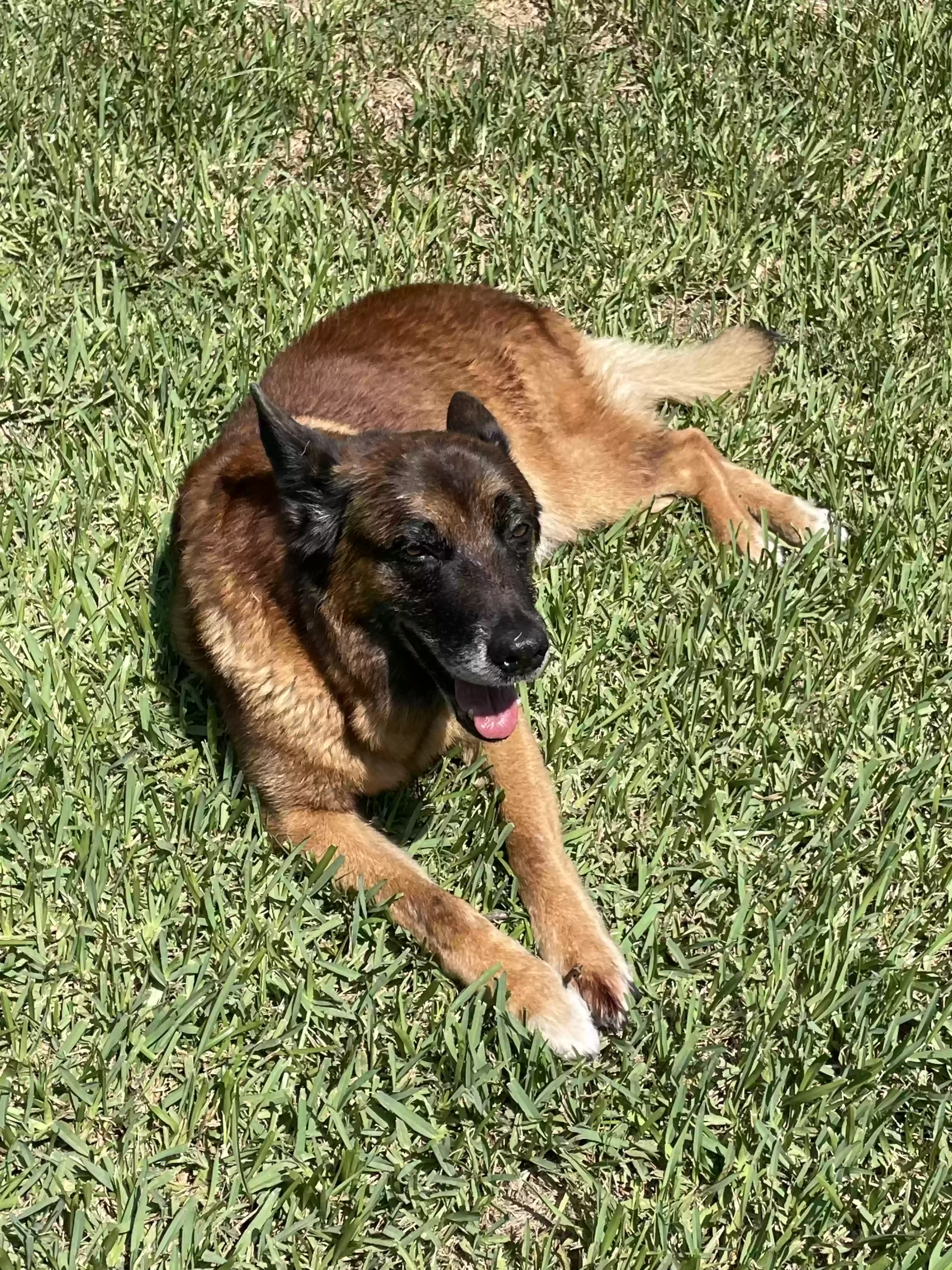 Lost dog in Gainesville, FL, 32603