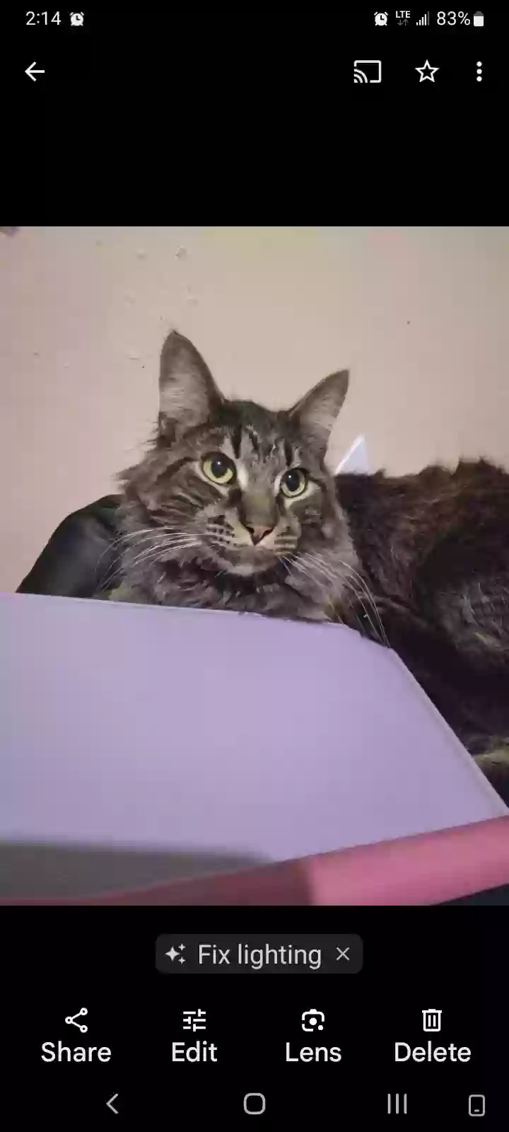 Found cat in South Bend, IN, 46614