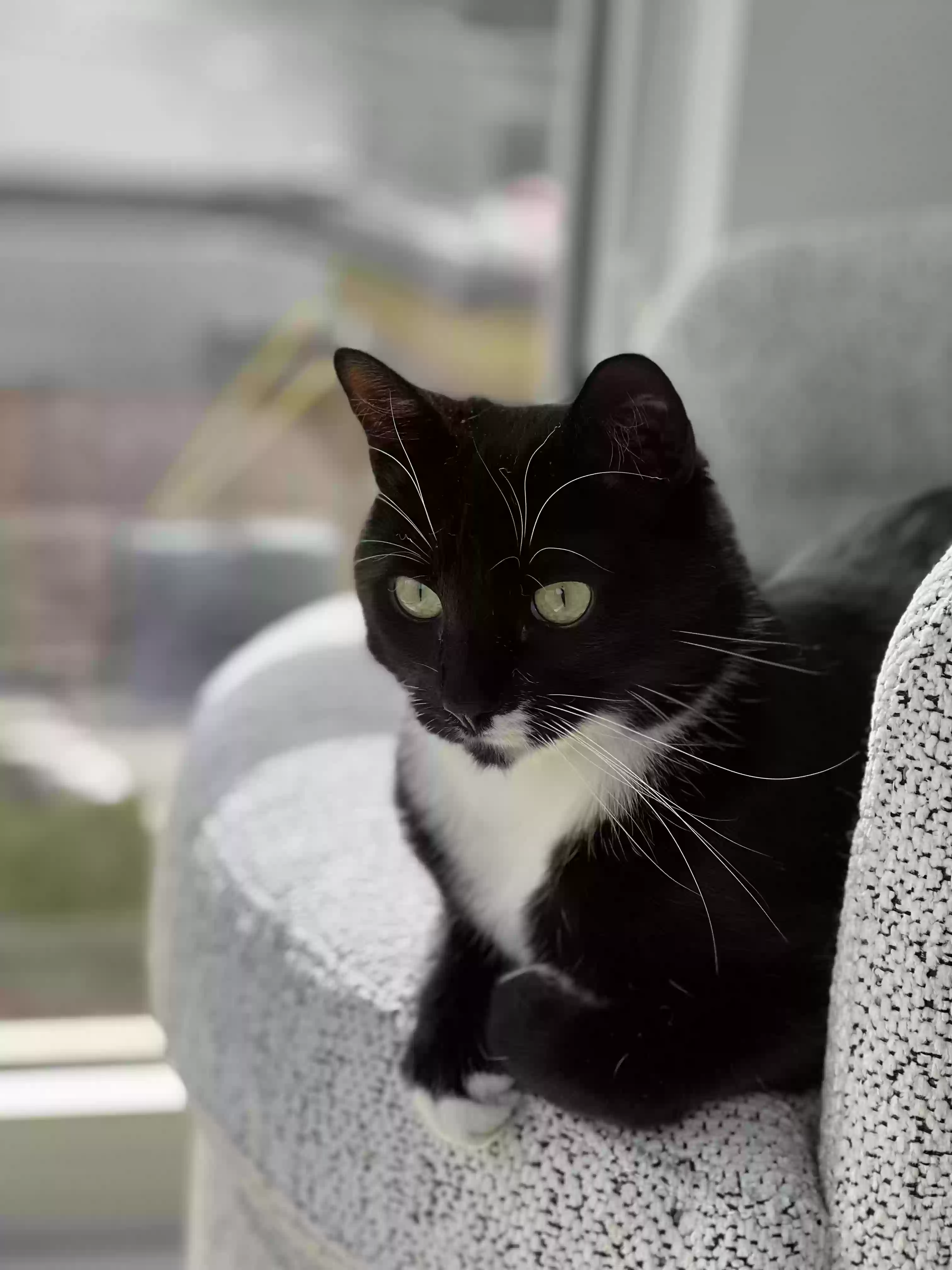 Lost cat in Denver, CO, 80223