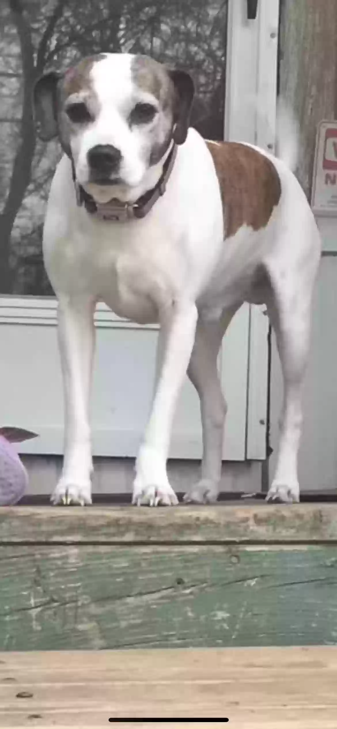 Lost dog in San Antonio, TX, 78253