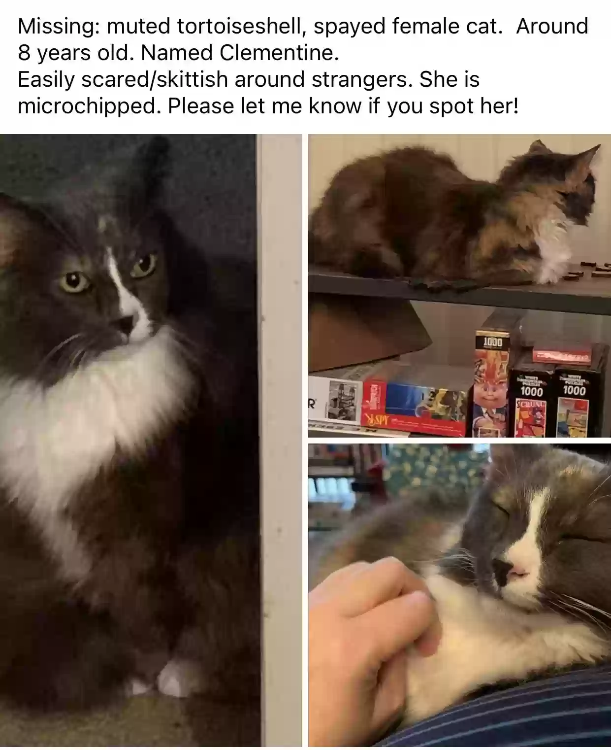 Lost cat in Portland, OR, 97202