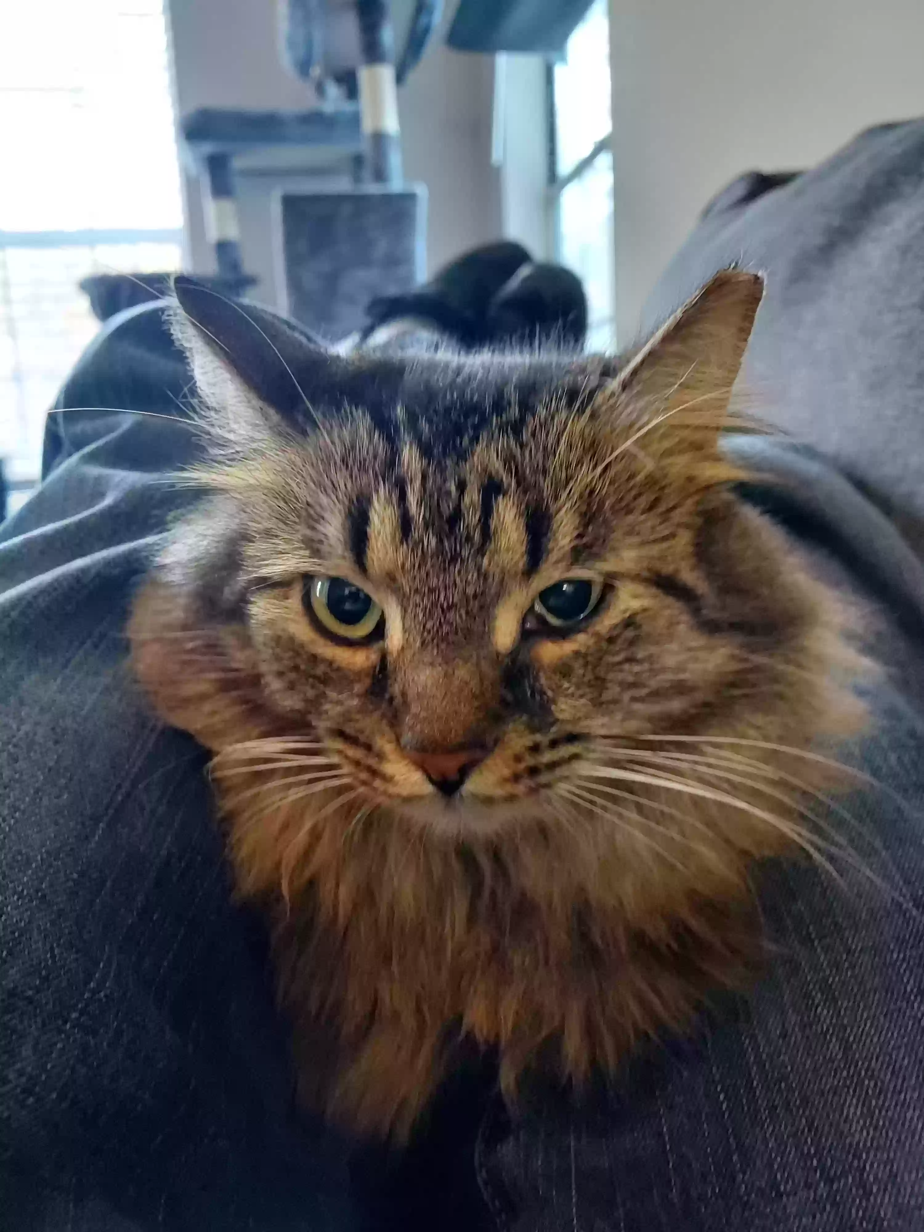 Lost cat in Alpharetta, GA, 30005