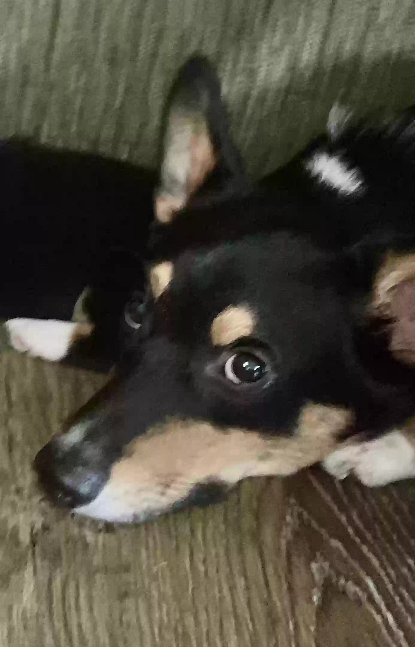 Lost dog in Olsburg, KS, 66520