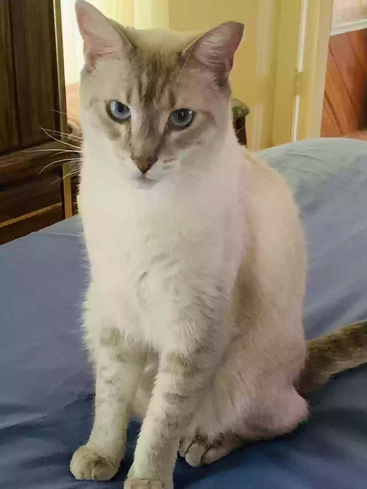 Lost cat in Pompano Beach, FL, 33068