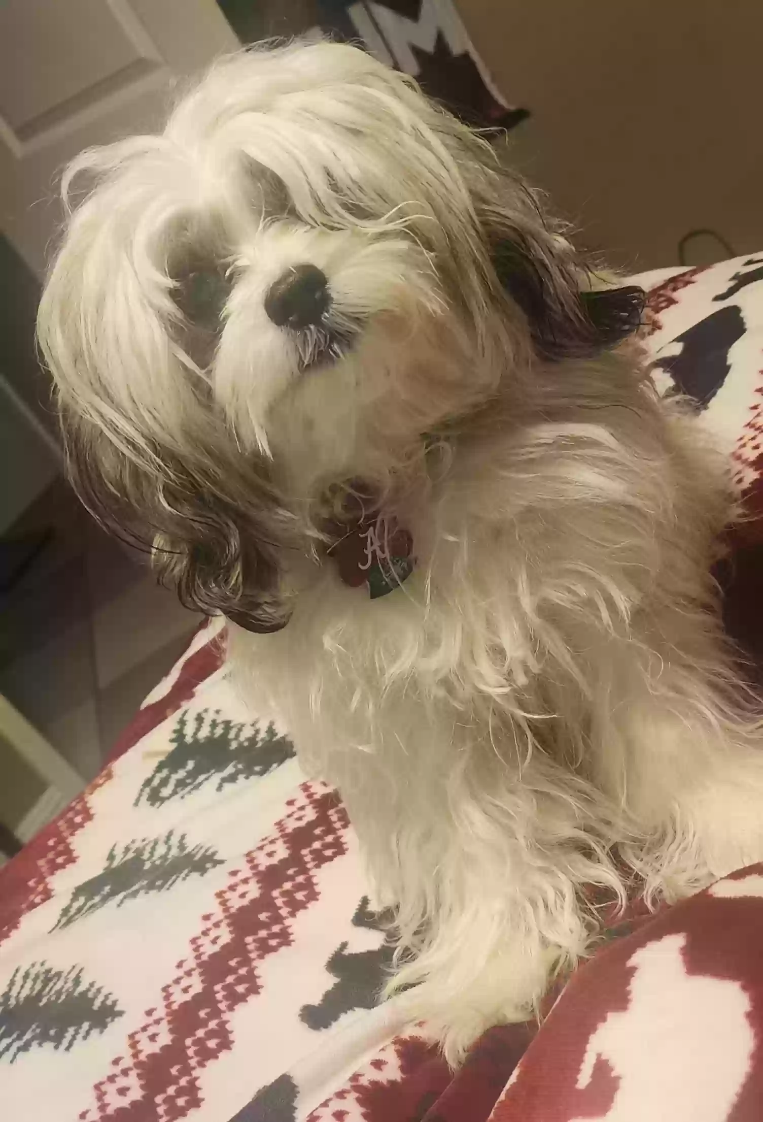 Lost dog in Dora, AL, 35060
