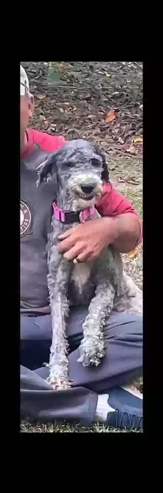 Lost dog in Columbia, MS, 39429