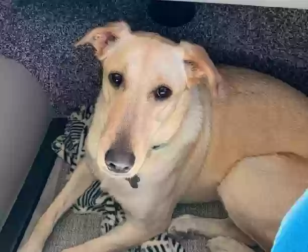 Lost dog in South Padre Island, TX, 78597