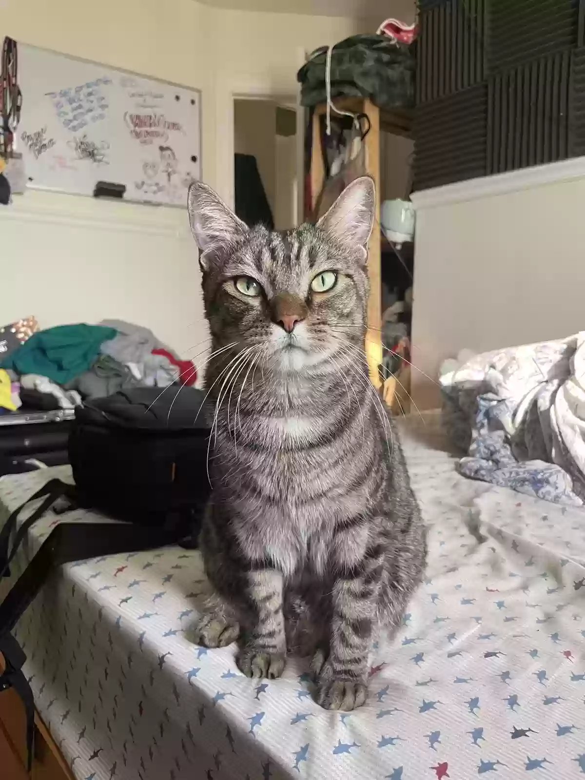 Lost cat in Staten Island, NY, 10314