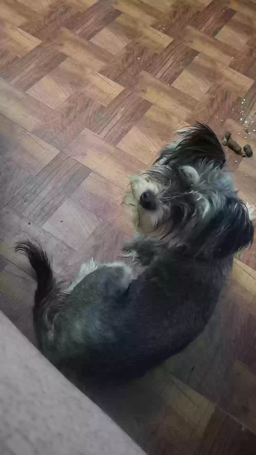 Lost dog in Grand Prairie, TX, 75052