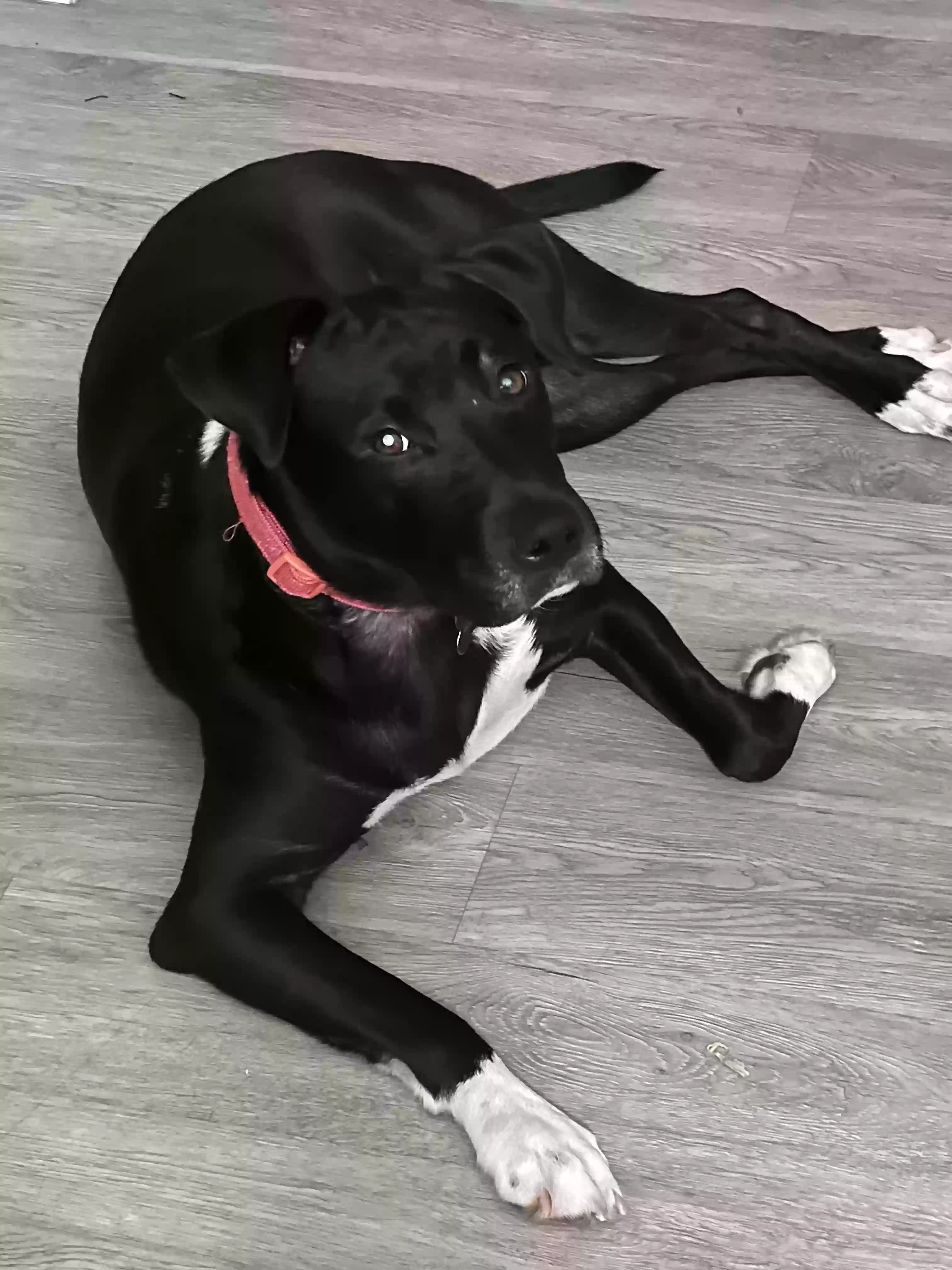 Lost dog in Walkertown, NC, 27051