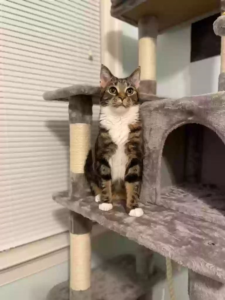 Lost cat in Ellicott City, MD, 21043