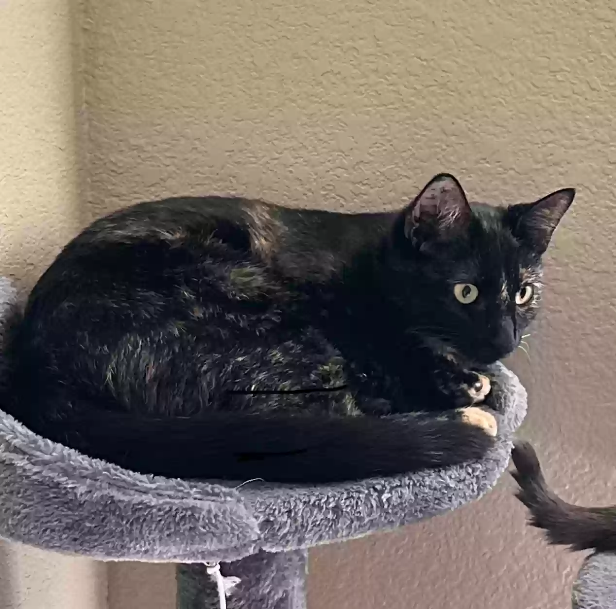 Lost cat in Pflugerville, TX, 78660