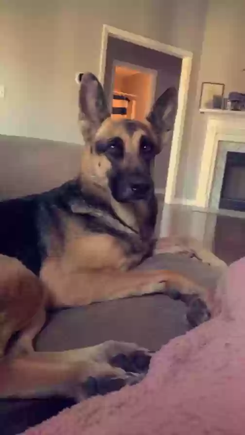 Lost dog in Ringgold, GA, 30736