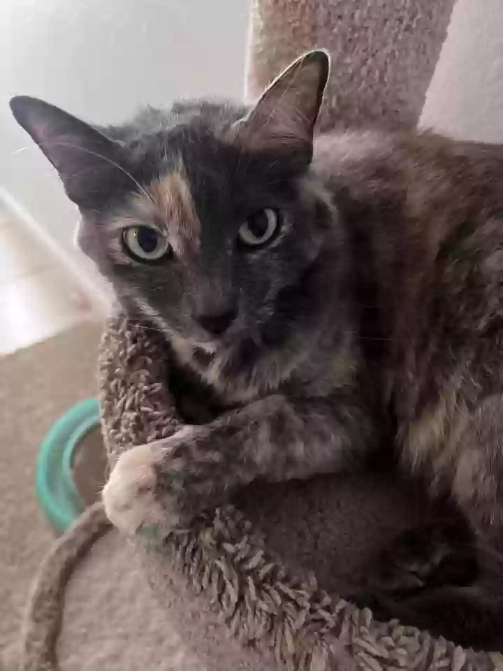 Lost cat in Kyle, TX, 78640