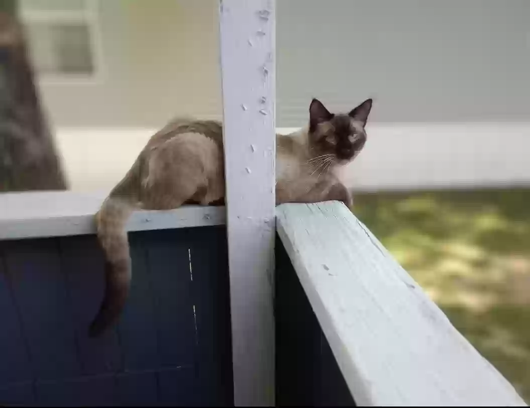 Lost cat in Bloomington, IN, 47404