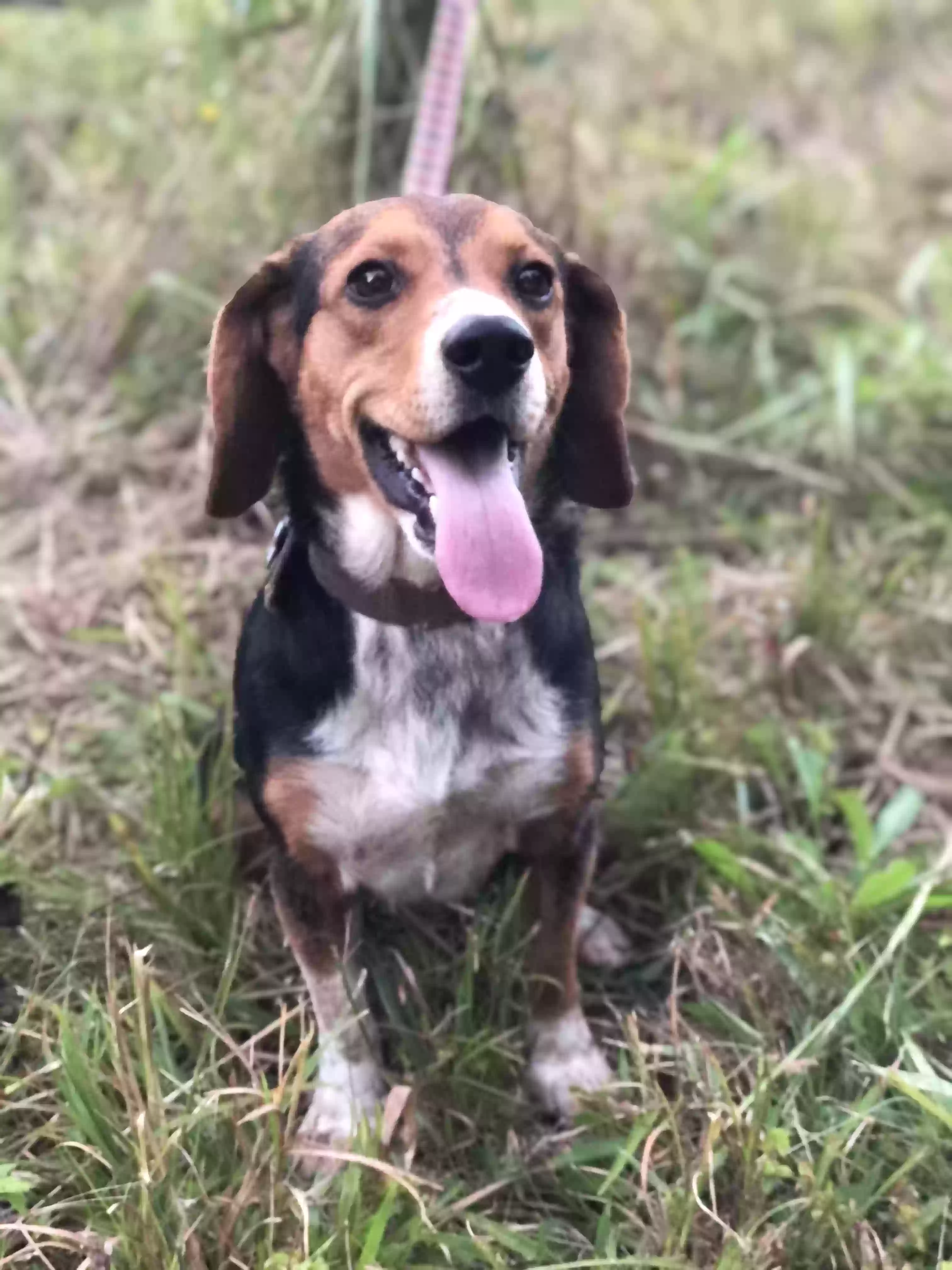 Lost dog in Mansfield, GA, 30055