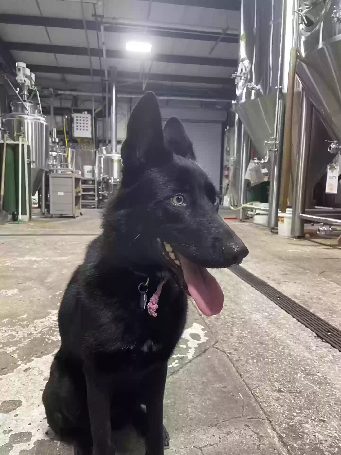 Lost dog in Fort Worth, TX, 76123
