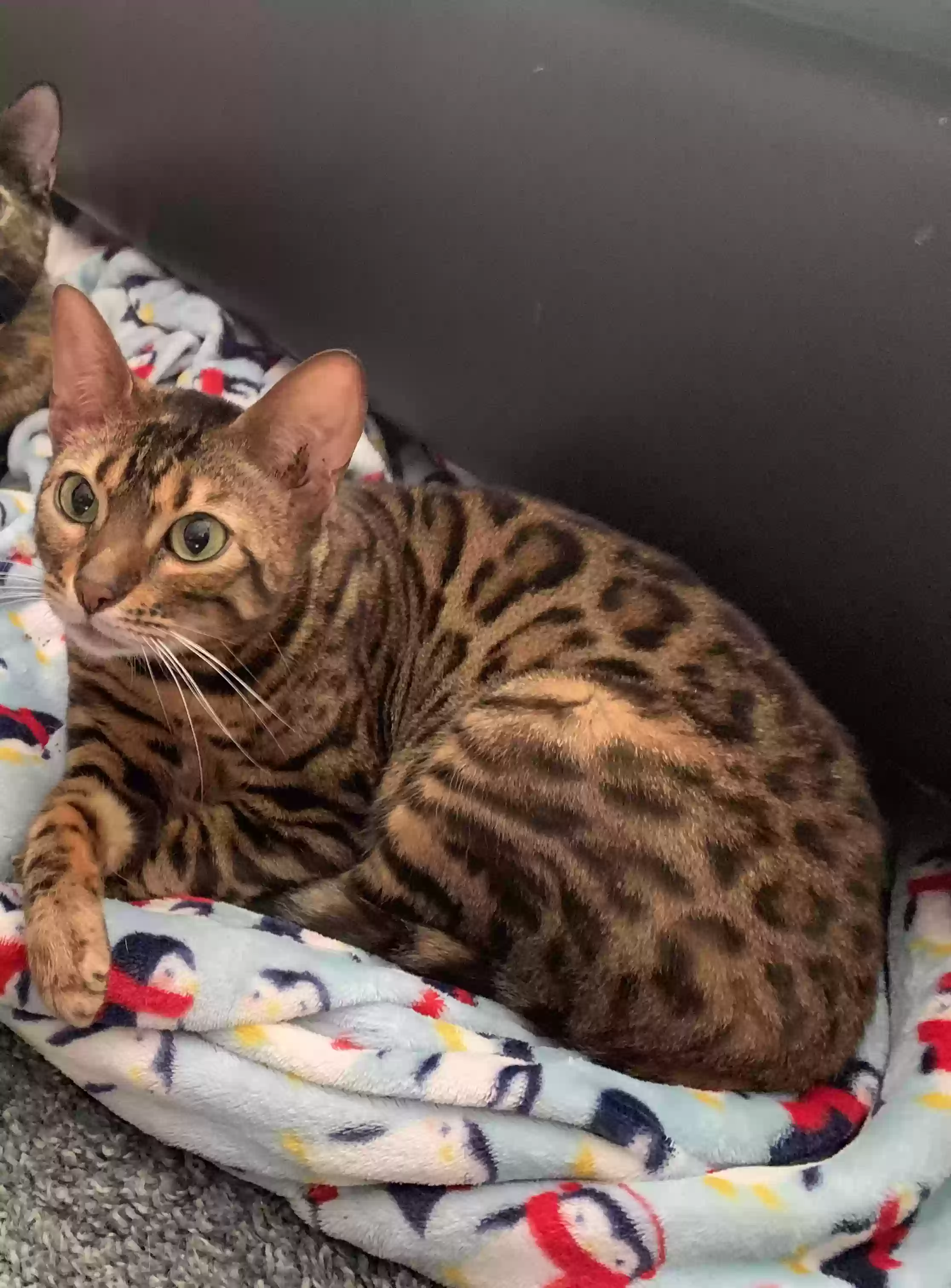 Lost cat in Arlington, TX, 76016