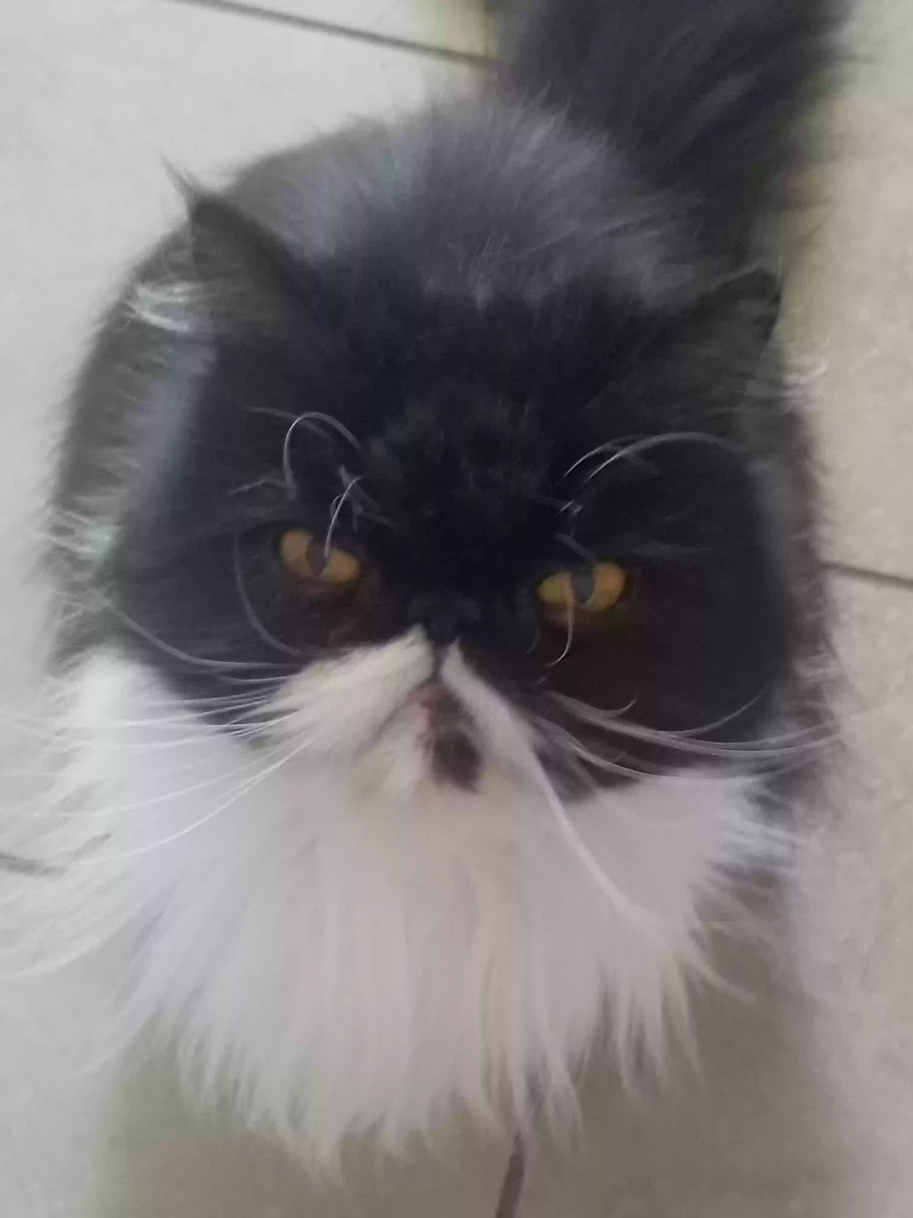 Lost cat in Wilmington, CA, 90744